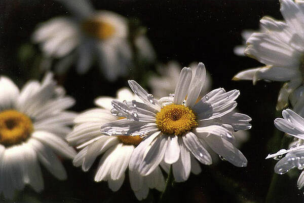 Flower Wall Art featuring the photograph Daisies And Raindrops by Bonnie Colgan