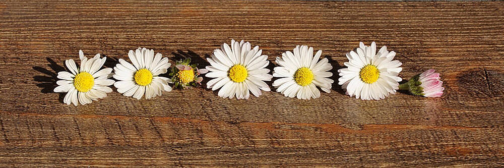 Nature Wall Art featuring the digital art Daisies by Antonios Valamontes
