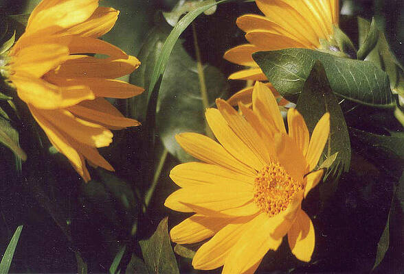Flower Wall Art featuring the photograph Daisies In A Field by Bonnie Colgan