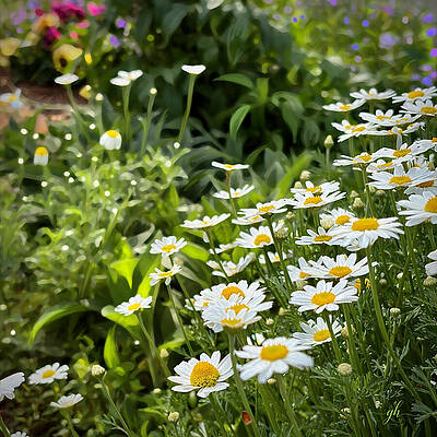 Daisies in a Lush Garden Wall Art