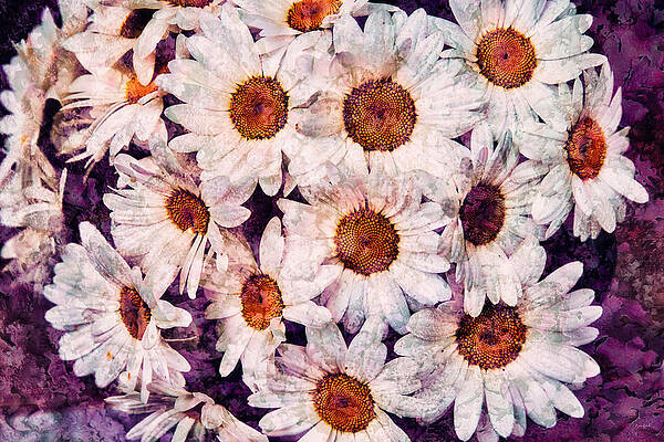 Wall Art featuring the digital art Daisies With Lichen Texture by Bruce Block