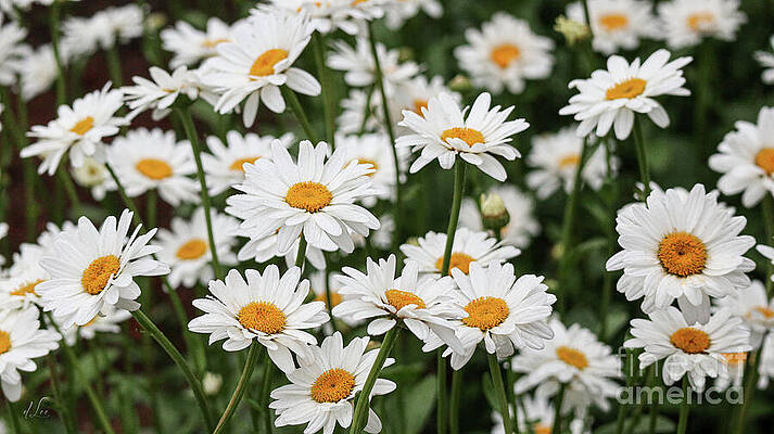 Daisy Photograph - Daisy Field by D Lee