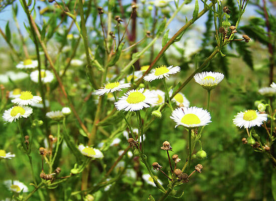 Photograph - Daisy Flowers In A Field Close Up Photo by Nicko Prints