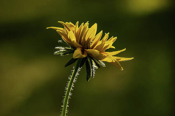 Serene Wall Art featuring the photograph Daisy Hair By Sunlight by Vi Ray