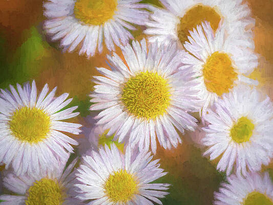 Nature Wall Art featuring the photograph Daisy Love by Dodie Ross