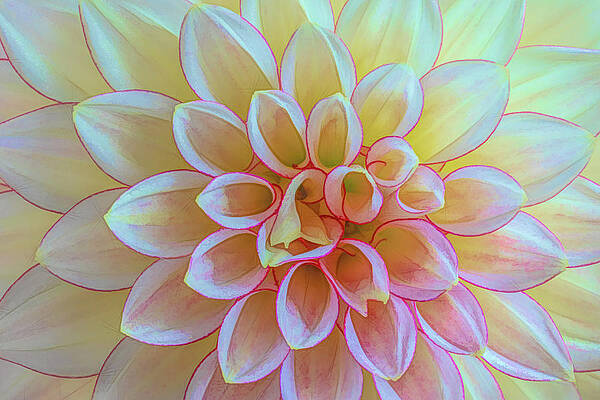 Dalia closeup by Chris Allmendinger