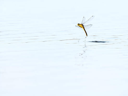 Close Up Wall Art featuring the photograph Dance At The Dawn Of Life by Jaroslav Buna