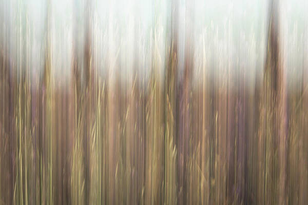 Photograph - Dance Of Nature 1 by Charnwood Photography Fine Art