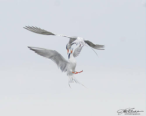 Wing Photograph - Dance Of The Forster's Terns by Joe Fisher