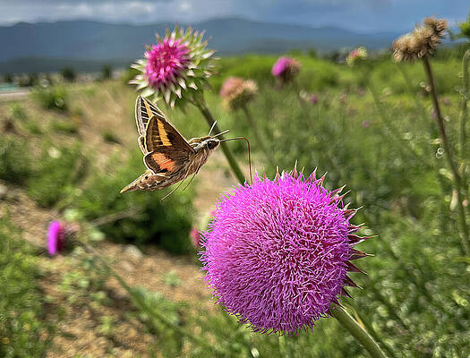 Wall Art featuring the photograph Dance Of The Hummingbird Moth by Rebecca Herranen