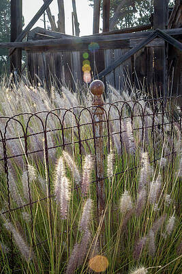 Wall Art featuring the photograph Dancing Grass by Gina Cinardo