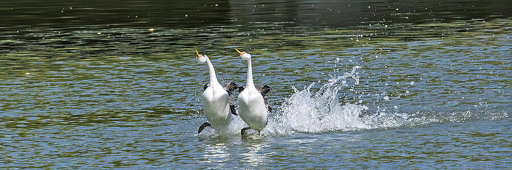 Dancing Water Birds Wall Art
