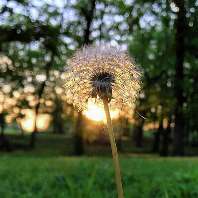 Color Photograph - Dandelion 1 by Greg Lane