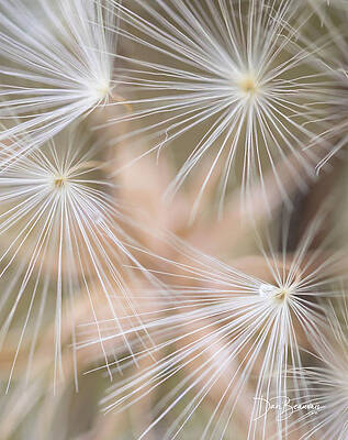 Abstract Photograph - Dandelion #4880 by Dan Beauvais