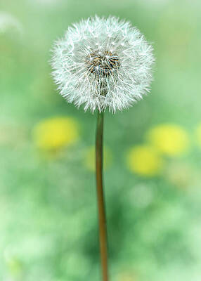 Nature Wall Art featuring the photograph Dandelion by Dave King