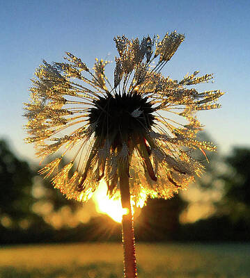 Natural Photograph - Dandelion Dew Drops by Greg Lane