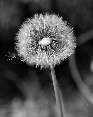 Black And White Photograph - Dandelion by Gina Cinardo