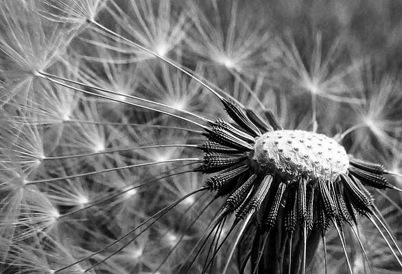 Nature Wall Art featuring the photograph Dandelion In Black And White by David Fountain