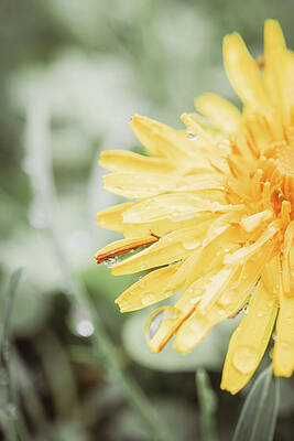 Wall Art featuring the photograph Dandelion Left by Jason Fink