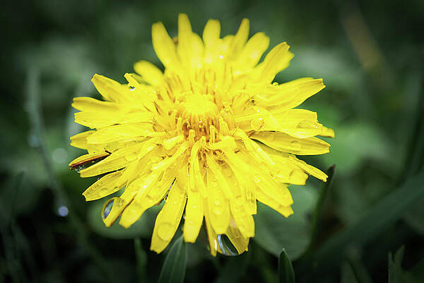 Wall Art featuring the photograph Dandelion Macro Yellow On Green by Jason Fink