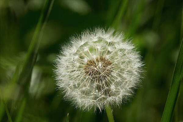 Flower Wall Art featuring the photograph Dandelion Seed Head by Charles Floyd