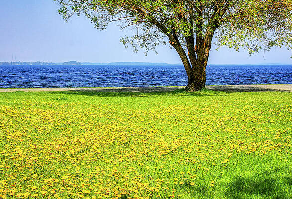 Natural Photograph - Dandelions Field At Springtime by Tatiana Travelways