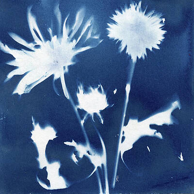 Photograph - Dandelions In Bloom by Elizabeth Reich