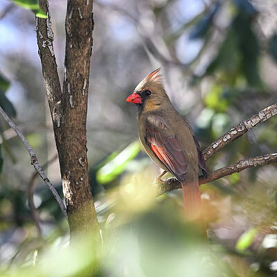 Wall Art featuring the photograph Dappled Cardinal by Steven Nelson