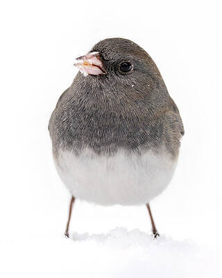 Natural Wall Art featuring the photograph Dark Eyed by James Overesch