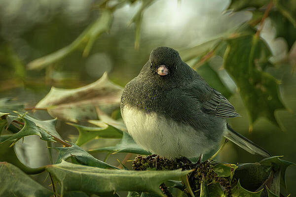 Nature Wall Art featuring the photograph Dark-eyed Junco 3 by Dodie Ross