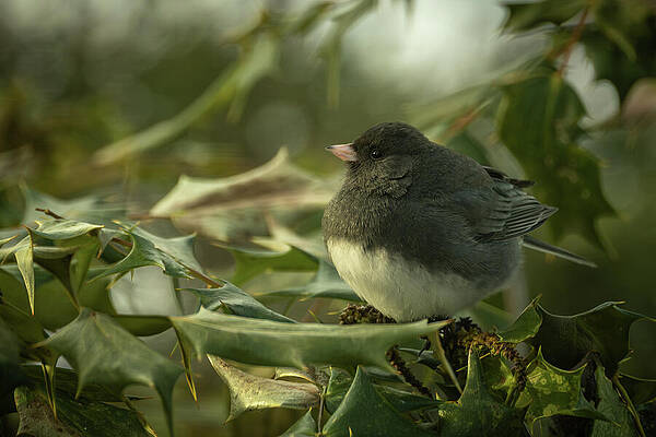 Nature Wall Art featuring the photograph Dark-eyed Junco 4 by Dodie Ross