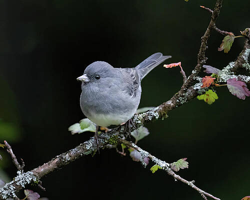 Songbird Photograph - Dark Eyed Junco by Jim E Johnson