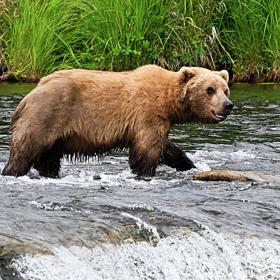 Wall Art featuring the photograph Dark Eyes by Harry Banks