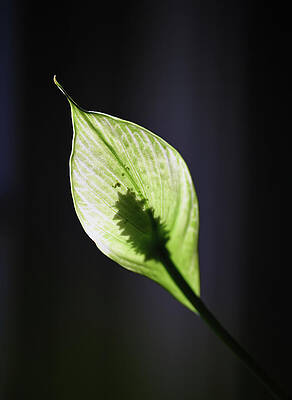 Wall Art featuring the photograph Dark Lily by Steven Nelson