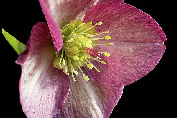 Close-Up of a Pink Flower Wall Art