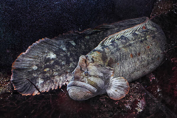  Dark Waters - Monkeyface Prickleback by KJ Swan