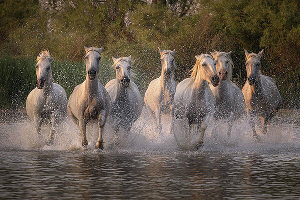 Dramatic Wall Art featuring the photograph Dashing White Beauties by Charnwood Photography Fine Art