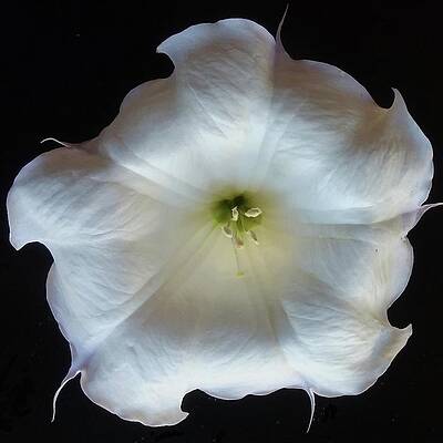 Wildflower Photograph - Datura by Joy Garso