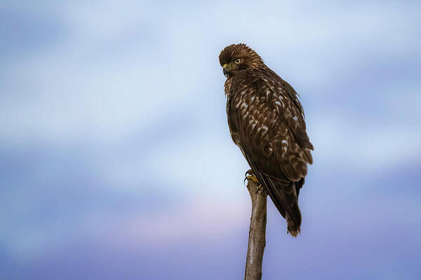 Wildlife Photograph - Dawn Red-Tail - Sacramento National Wildlife Refuge - Glenn County California by Mike Lee