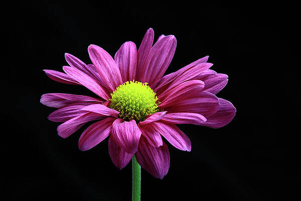 Wilkinson Wall Art featuring the photograph Day Glo by Todd Wilkinson