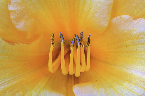 Wall Art featuring the photograph Day Lily Closeup by Bob Falcone