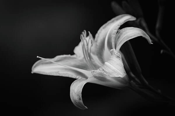 Elegant Lily in Monochrome Wall Art