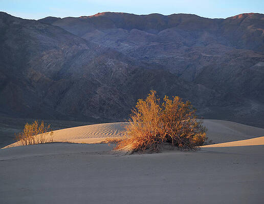 Wall Art featuring the photograph Daybreak On The Creosote by Joe Schofield