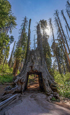 California Photograph - Dead Giant Tunnel Tree In Yosemite 3 by John Twynam