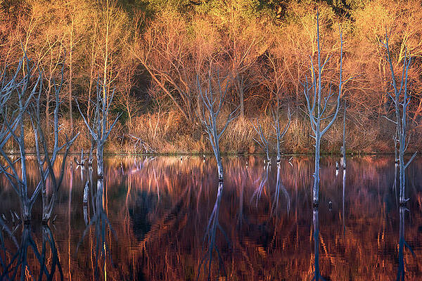 Wall Art featuring the photograph Dead In The Water by Slow Fuse Photography