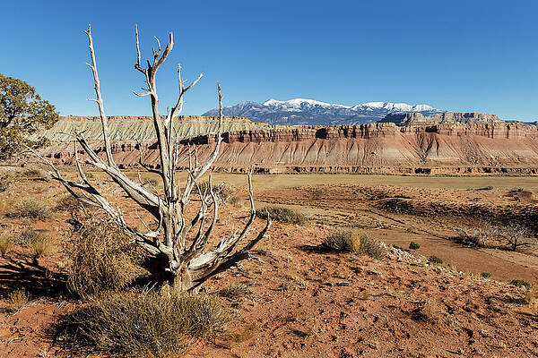 Desert Photograph - Dead Tree In The High Desert by Craig A Walker