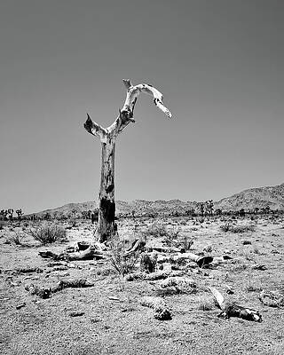 Photograph - Death Of A Joshua Tree by American Landscapes