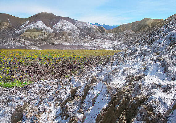 Wall Art featuring the photograph Death Valley Bloomage by Joe Schofield