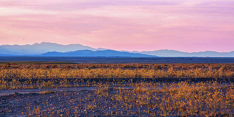 Vibrant Wall Art featuring the photograph Death Valley Super Bloom At Sunset by Tatiana Travelways