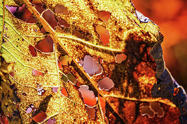 Sunlight Through Decayed Leaf Wall Art